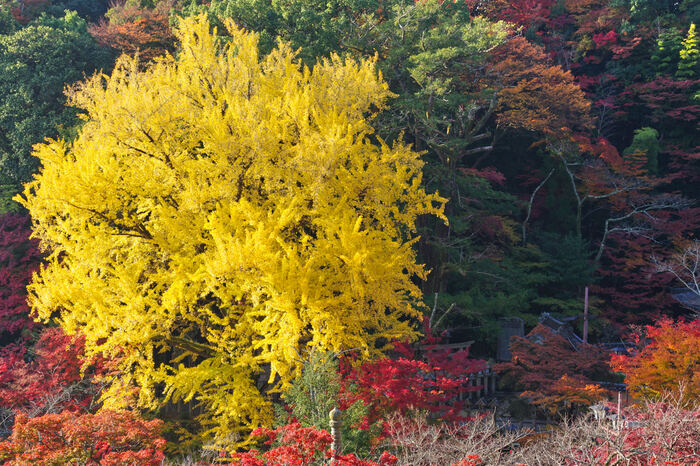 お写ん歩: smc PENTAX FA 31mm F1.8 AL Limitedアーカイブ